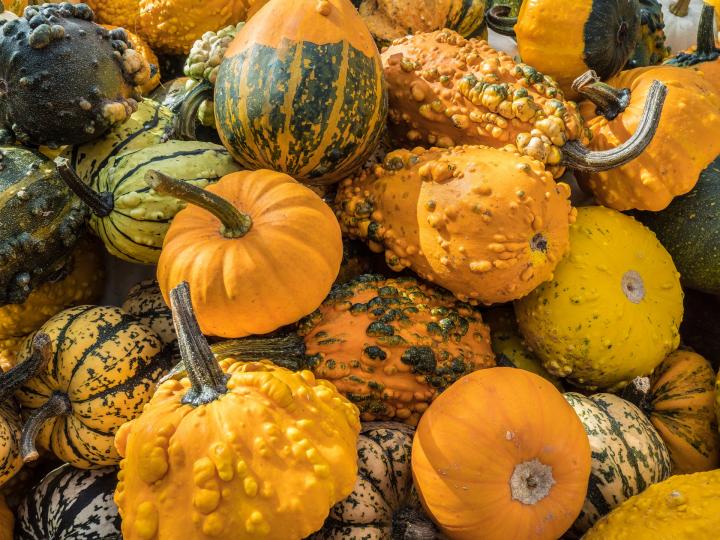 Pumpkins and squash and gourds