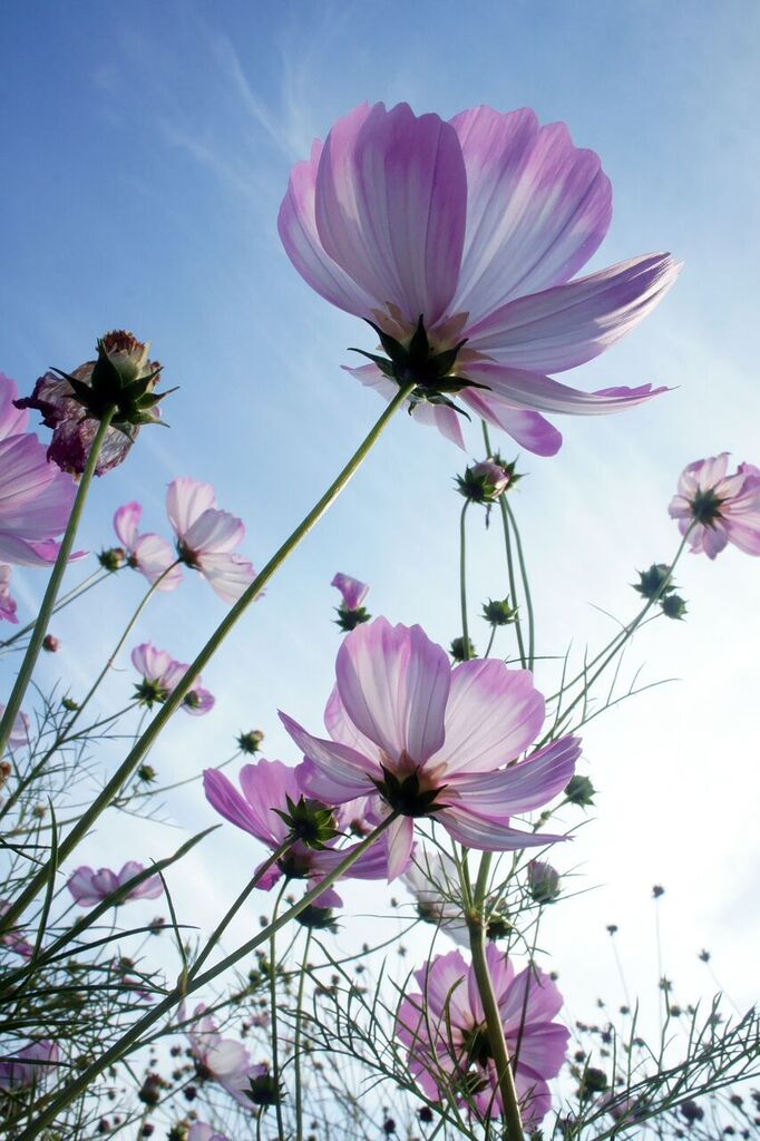 Cosmos is the heart of a summer garden, and it adds a distinct elegance to bouquets in everything from jelly jars to silver urns.