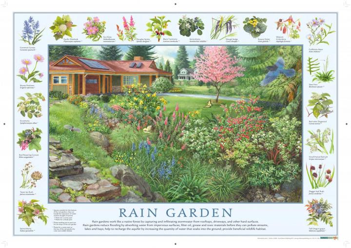 Zoznam rastlín v dažďovej záhrade King cty