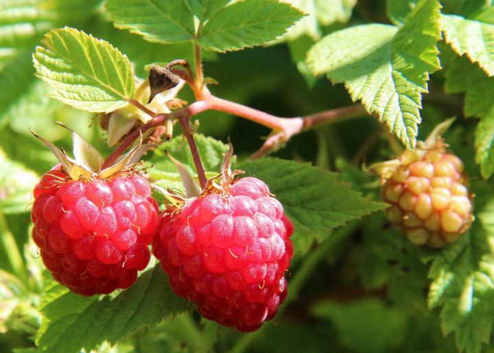 wild raspberry plant