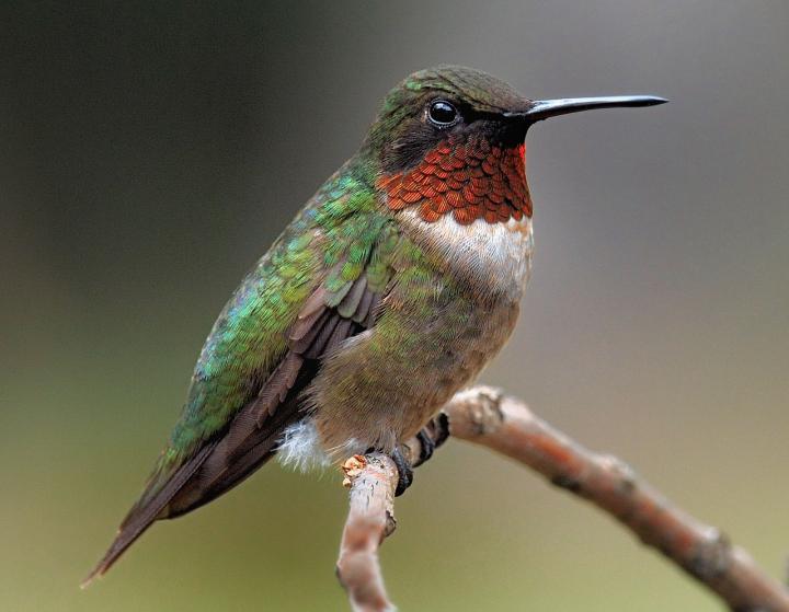 red-throated-hummingbird.jpg