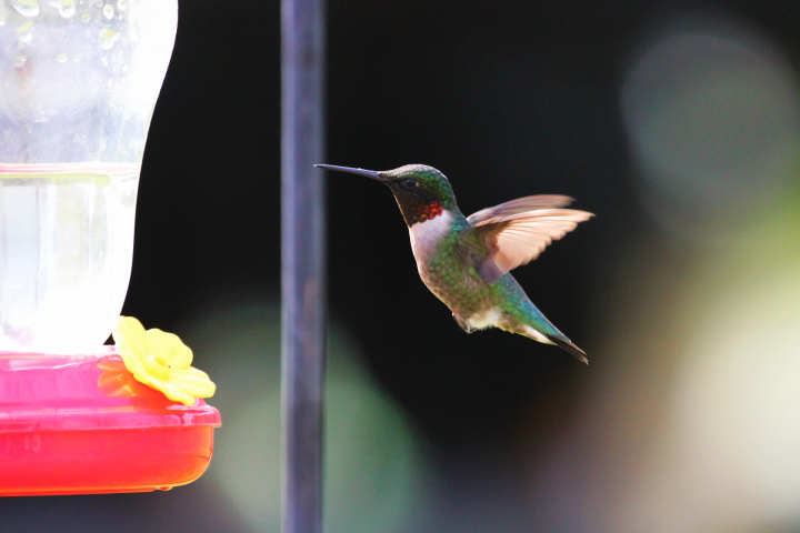 red-throated-hummingbird_full_width.png