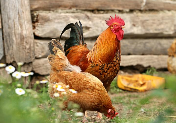 Raising Chickens 101: A Beginner's Guide to Chickens