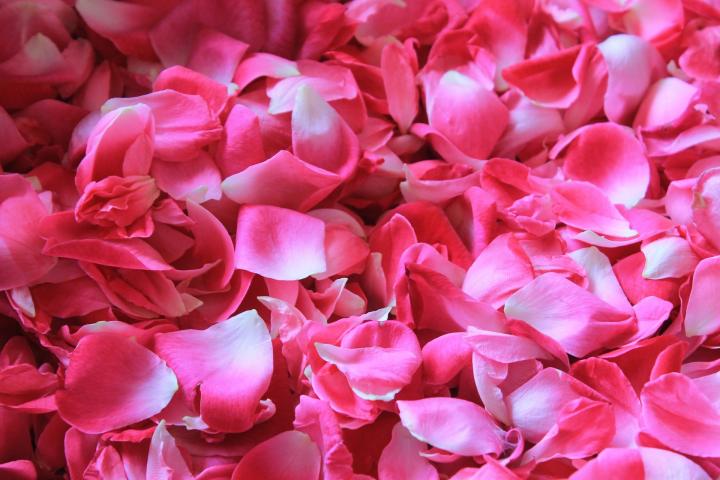 rose-petals-1155147_1920_full_width.jpg