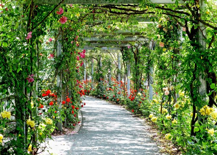 Rose pergola