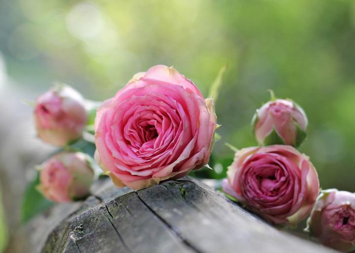 pink roses