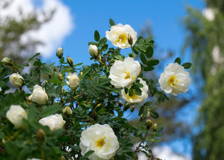 White roses