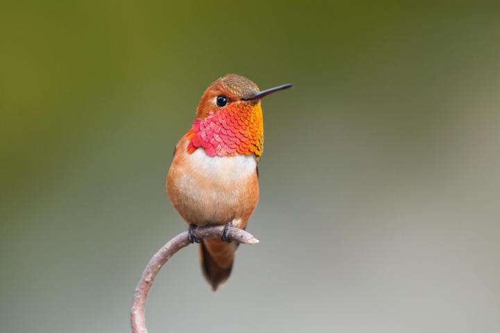 rufous-hummingbirds-birdiegal_full_width.jpg