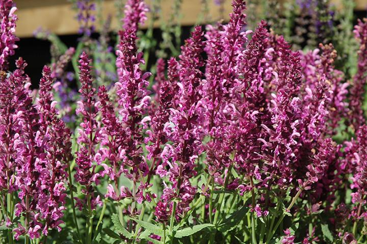 pink salvia flowers