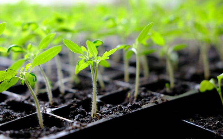 Seedlings in Dirt