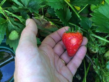 slug-damage-strawberry.jpg