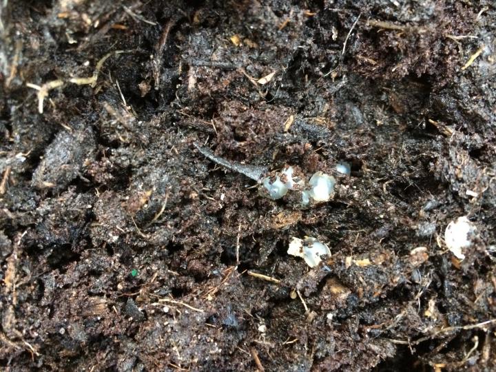 slugs-eggs-soil.jpg