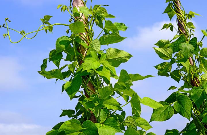 Pole beans growing on trellises