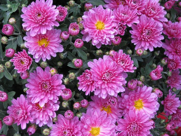  Pink Chrysanthemums