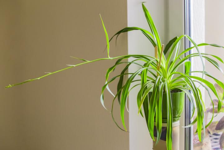 Spider plant. Photo by Olga Prava/Shutterstock.