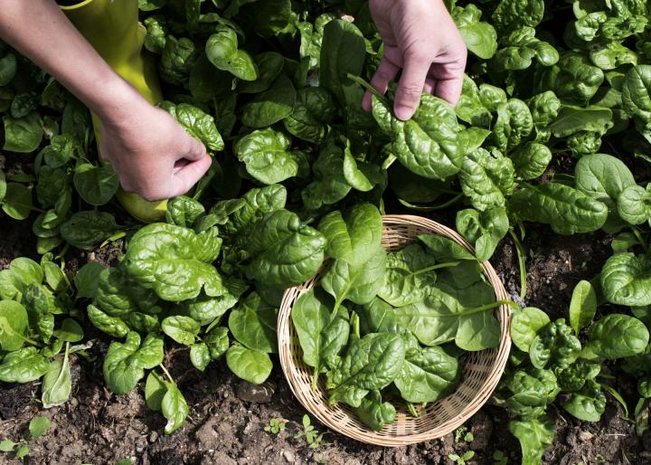 Spinach. Photo by Deyan Georgiev/Shutterstock