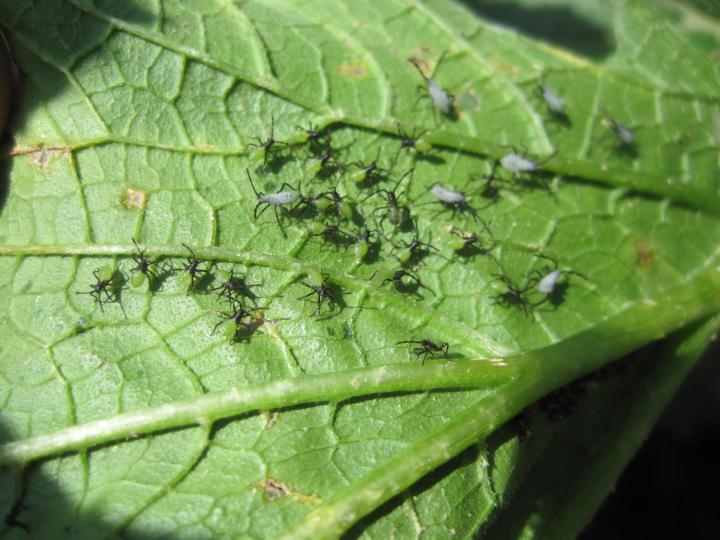 Photo Credit: University of Massachusetts Amherst. Newly-hatched squash bug nymphs are small with black legs and move around in groups.