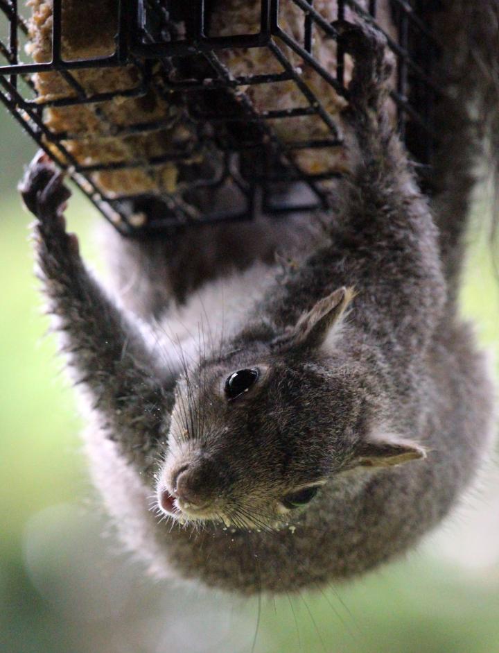 Squirrels How To Get Rid Of Squirrels In The Garden The Old