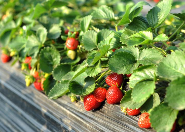 Growing Strawberries in the Home Garden