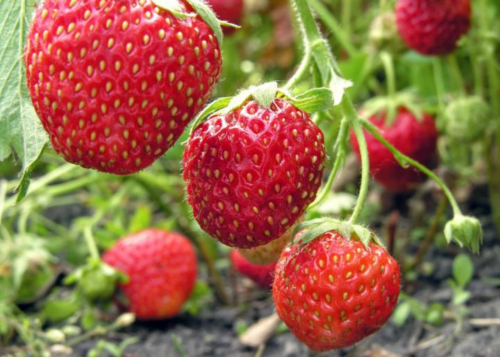 Strawberries. Photo by Yuriy S./Getty Images