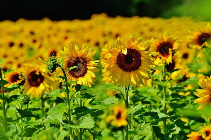 Giant Sunflower Growth Chart