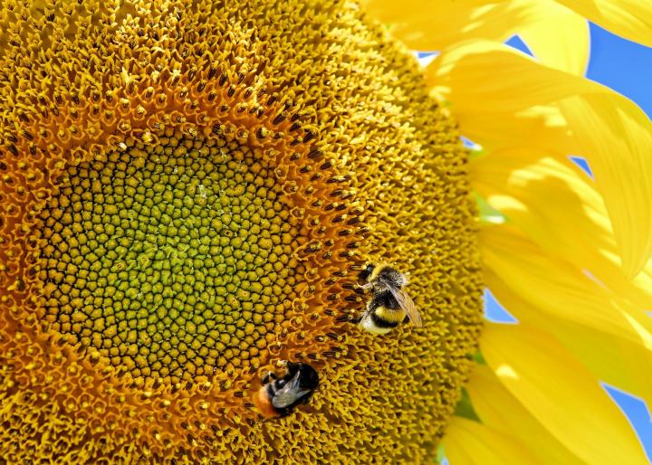 Sunflower bees