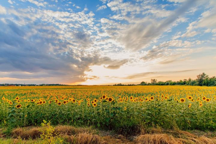 SUnflower field