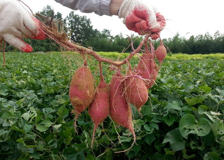 sweet potato tubers dug from the garden