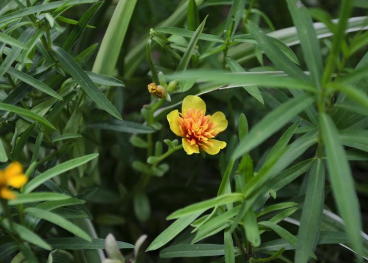 Tarragon herb with yellow flowers