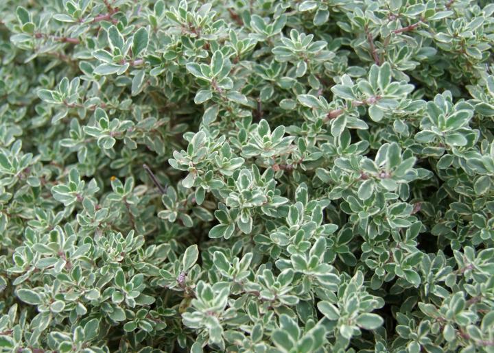 Thyme herb