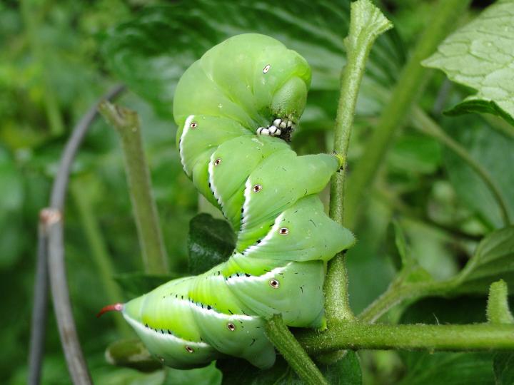 Protecting Tomatoes From Grasshoppers in the Garden