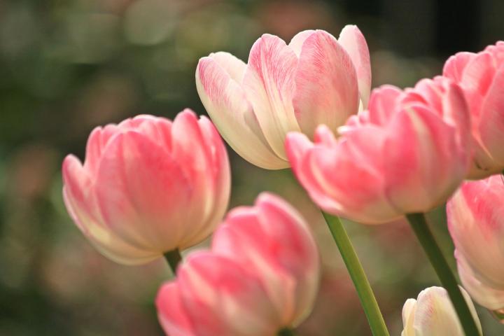 Pink and white tulips.