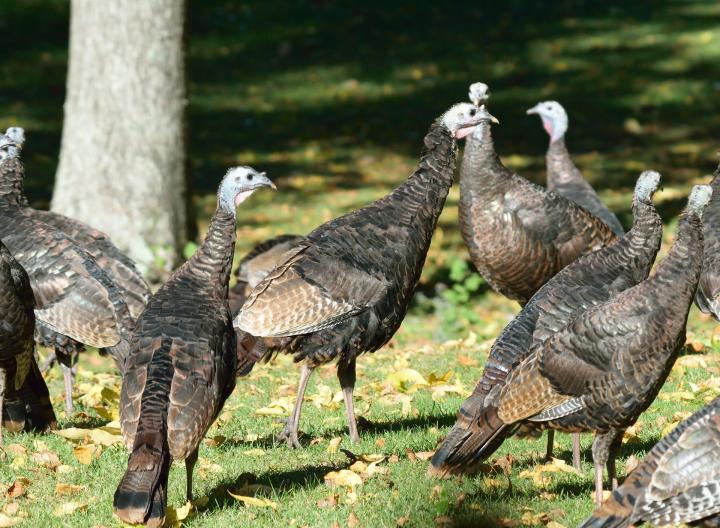 Turkey Trivia: Amazing Facts About Turkeys | The Old Farmer's Almanac