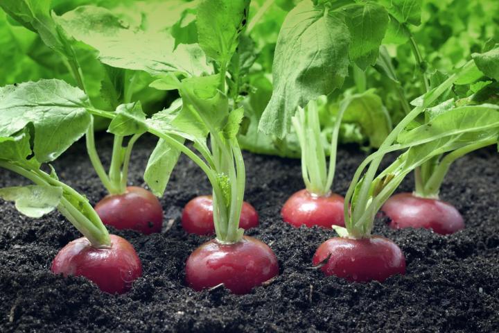 radishes and radish greens growing in the garden