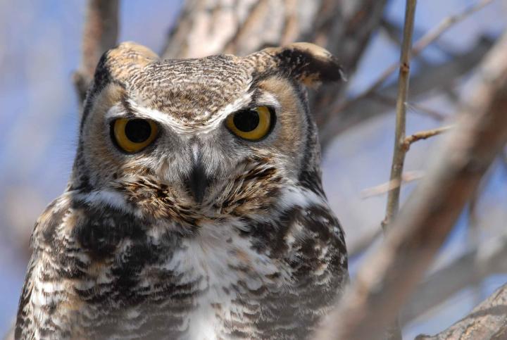 Photo: Great Horned Owl