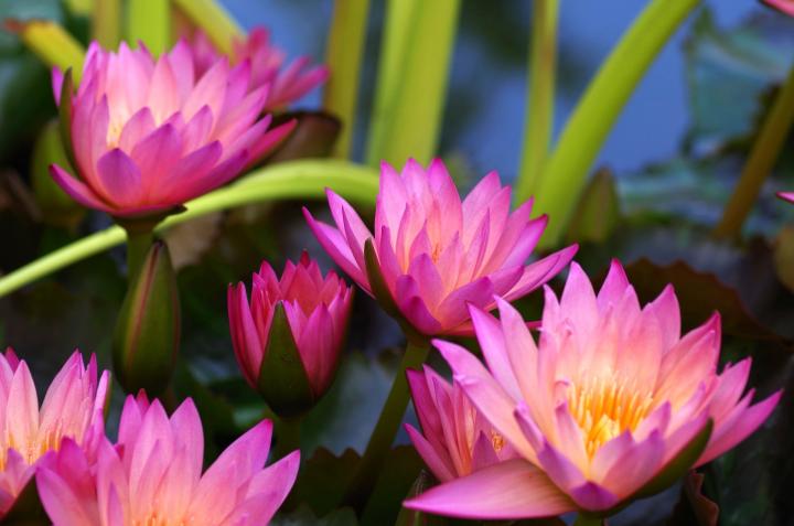 July birth flower, the water lily, The Old Farmer's Almanac