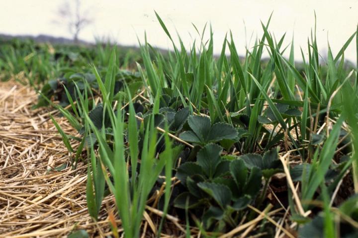 Grass Identification Chart Uk