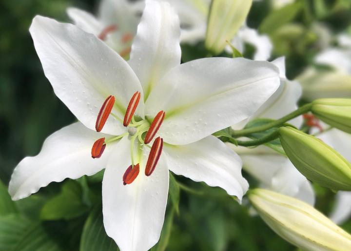 White lily flower