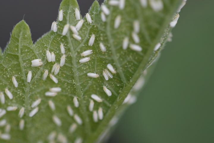 Diminutos insectos blancos en plantas de jardín