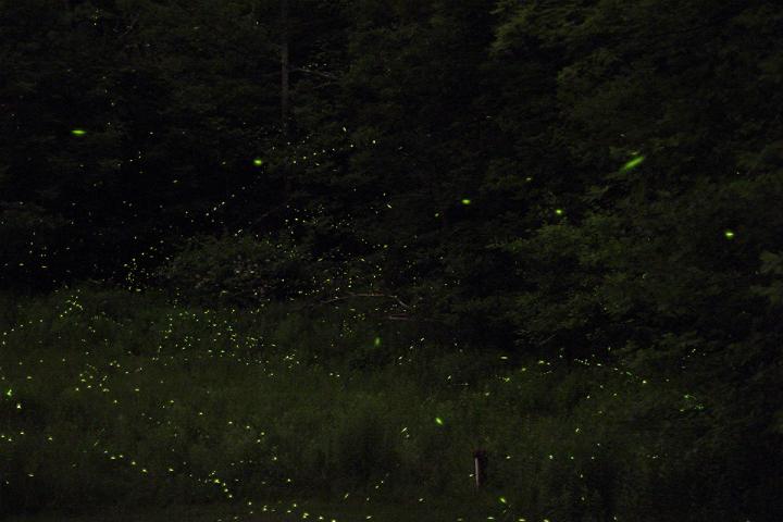 why-do-fireflies-glow.jpg