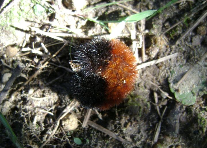 Woolly bear caterpillar in defensive posture.