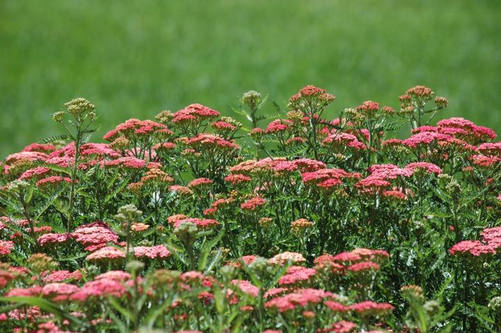 Yarrow flowers.