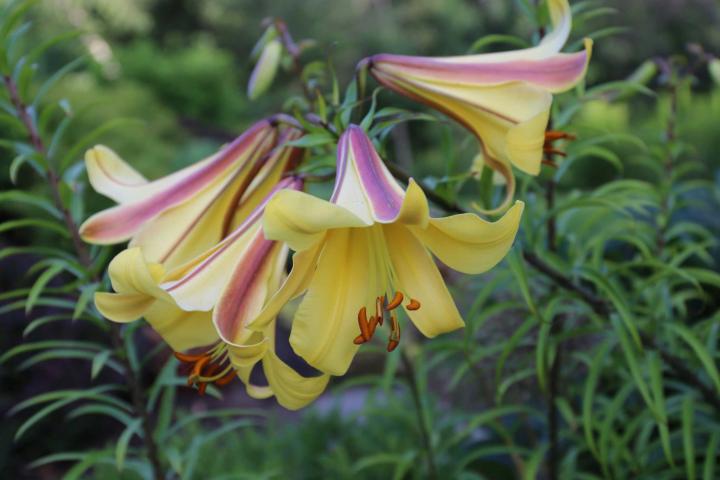 yellow trumpet lilies