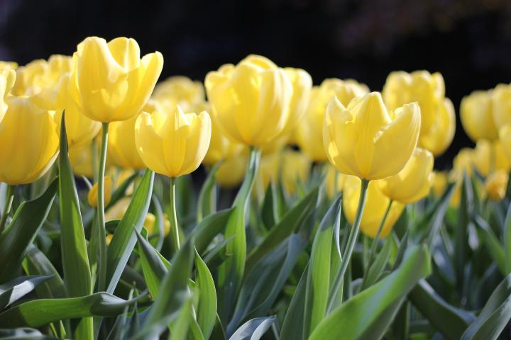 Yellow tulips in a tulip garden