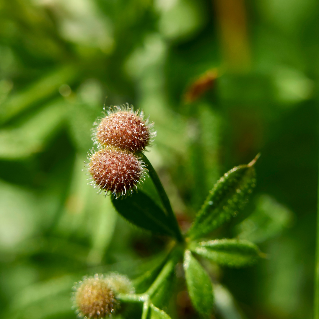 Cleavers - the velcro plant