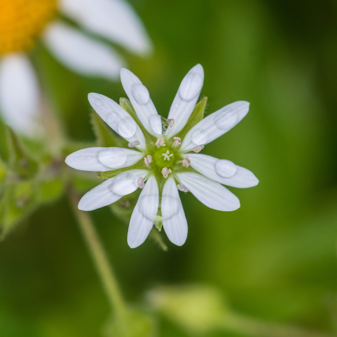 white chickweed flower