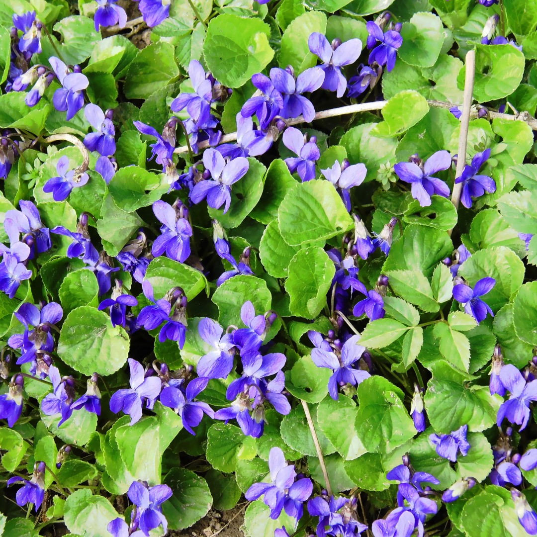 Pansies