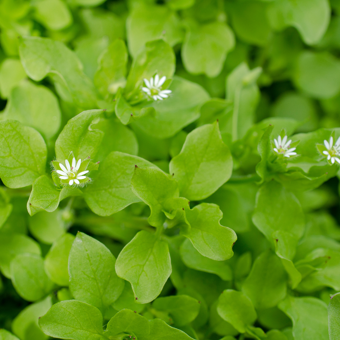 chickweed