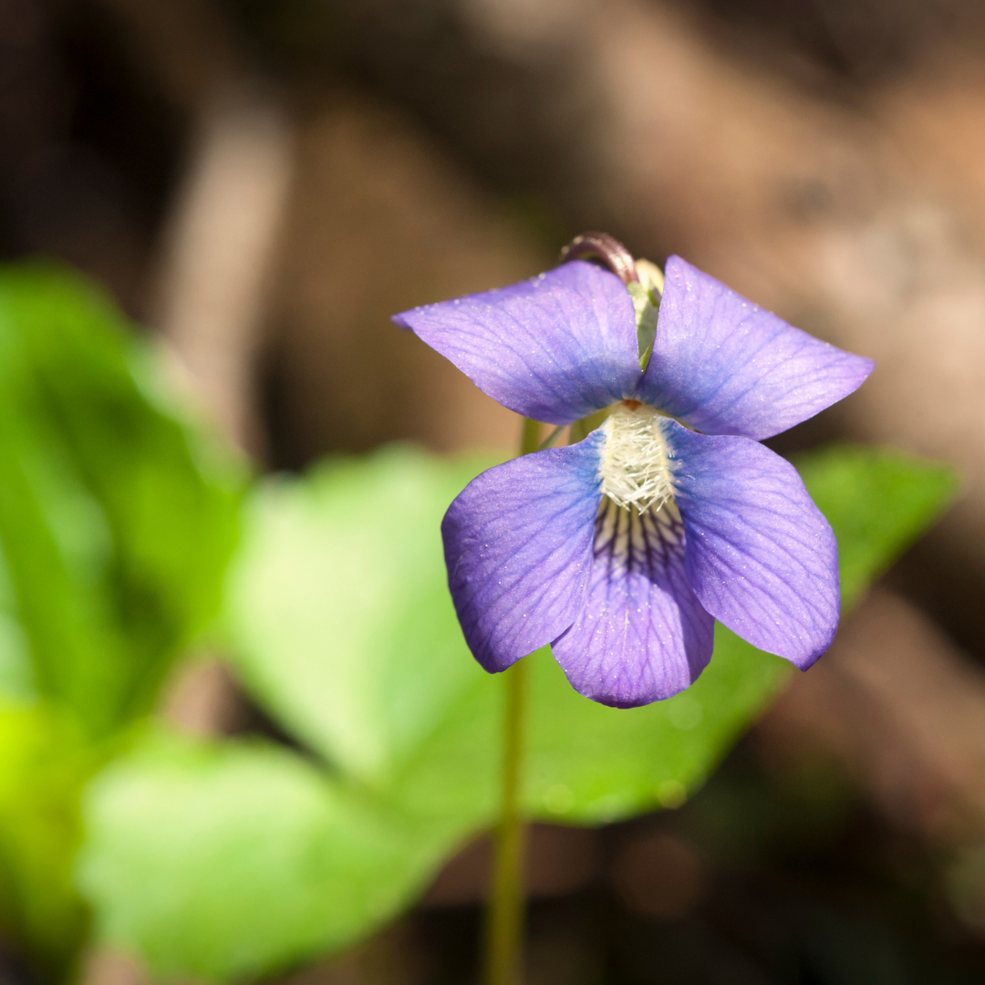 close-up of a violet blossom