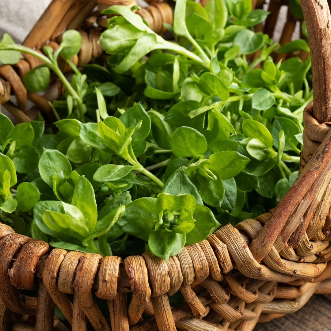 harvested chickweed